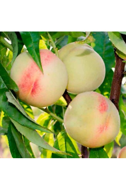 Персик Білий Лебедєва - біло-жовті плоди з червоним рум’янцем